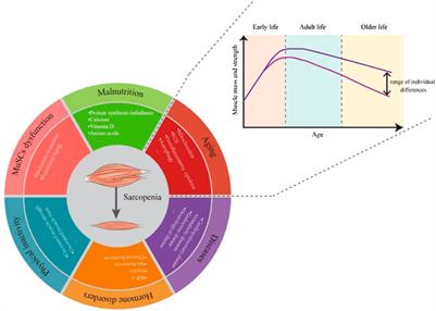 Contribution of muscle satellite cells to sarcopenia
